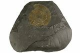 Dactylioceras Ammonite Fossil- Posidonia Shale, Germany #180349-1